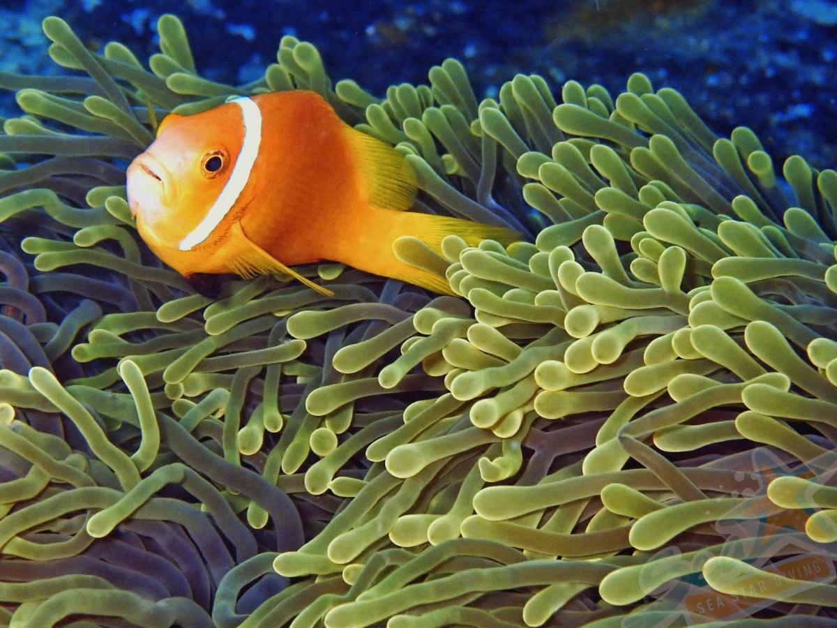 Sea Star Diving Hotel Addu City Bagian luar foto